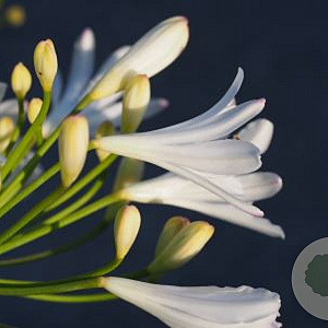 Agapanthus 'Vallée de Sarthe' GM P9