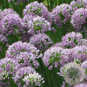 Allium senescens Little Sapphire GM P9