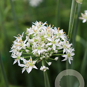 Allium tuberosum GM P9