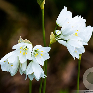 Allium zebdanense GM P9