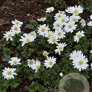 Anemone blanda 'White Splendour' GM P9