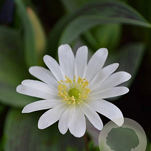Anemone blanda 'White Splendour' GM P9