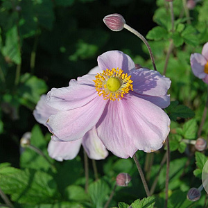 Anemone hyb. 'Loreley' GM P9