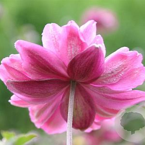 Anemone hyb. 'Pamina' GM P9