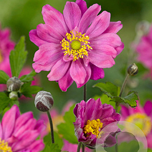 Anemone hyb. 'Pamina' GM P9