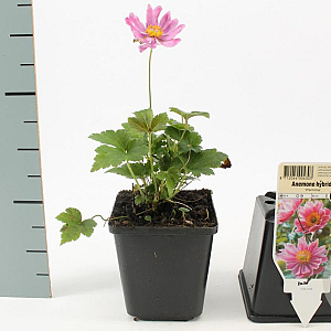 Anemone hyb. 'Pamina' GM P9