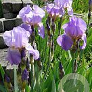 Iris (G) 'Lovely Again' GM P9