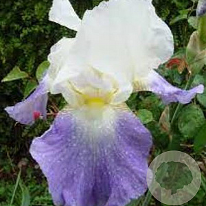 Iris (G) 'Mission Ridge' GM P9