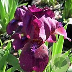 Iris (P) 'Pastel Charme' GM P9
