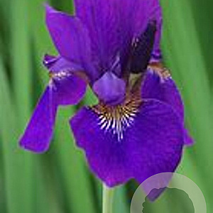Iris sib. 'Reprise' GM P9