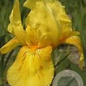 Iris (G) 'St. Crispin' GM P9