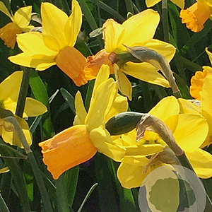 Narcissus (cyc) 'Jetfire' GM P9