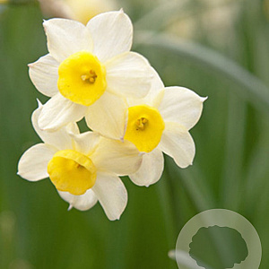 Narcissus (taz) 'Minnow' GM P9