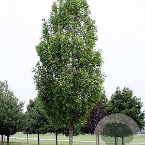 Acer freemanii 'Armstrong Two' 14-16 HO volle grond