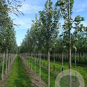 Acer freemanii 'Sienna' 14-16 HO volle grond