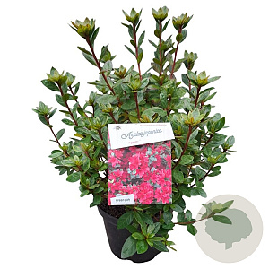 Azalea (J) 'Ageeth' 25-30 cm 4,0L
