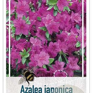 Azalea (J) 'Konigstein' 70-80 cm 40L