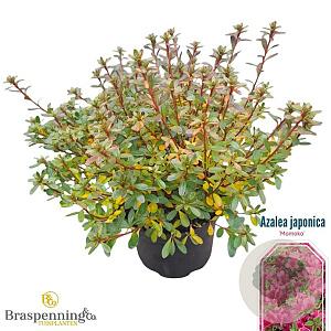 Azalea (J) 'Momoko' 25-30 cm 4,0L