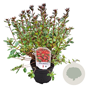 Azalea (J) 'Stewartstown' 20-25 cm 2,0L