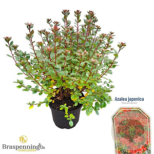 Azalea (J) 'Stewartstown' 25-30 cm 4,0L