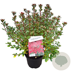 Azalea (J) 'Stewartstown' 25-30 cm 4,0L