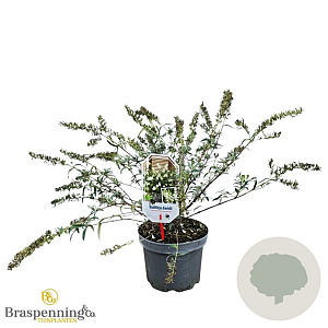 Buddleja davidii 'Free Petite' 40-50 cm 3,0L