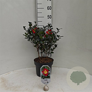 Camellia sasanqua 'Yuletide' 40-50 cm 5,0L