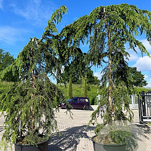 Cedrus deodara 450-500 cm container solitair