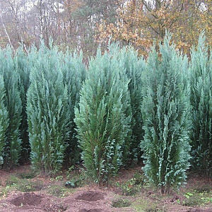 Chamaecyparis l. 'Columnaris' 140-160 cm met kluit