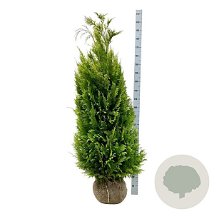 Chamaecyparis l. 'Ivonne' 140-160 cm met kluit extra