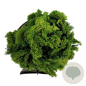 Chamaecyparis o. 'Nana Aurea' 15-20 cm 5,0L