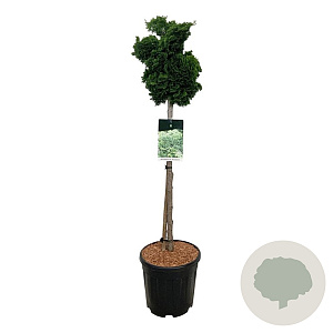 Chamaecyparis o. 'Nana Gracilis' 80 cm stam 15L