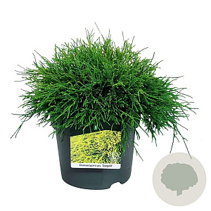 Chamaecyparis p. 'Sungold' 30-40 cm 6,5L