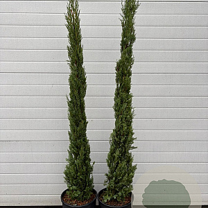 Cupressus sempervirens 125-150 cm container