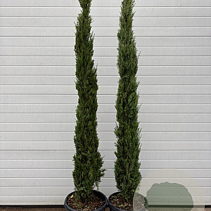 Cupressus sempervirens 150-175 cm 20L
