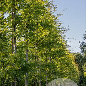 Gleditsia triacanthos 'Sunburst Locust' 12-14 HO volle grond