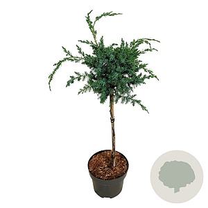 Juniperus chin. 'Blue Alps' 40 cm stam 5,0L