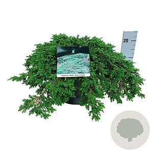 Juniperus comm. 'Green Carpet' 40-50 cm 6L