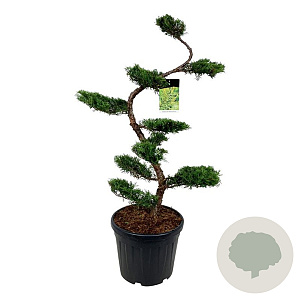 Juniperus pf. 'Pfitzeriana Aurea' 125 cm cont. 55L bonsai