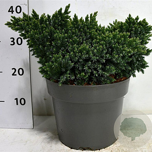 Juniperus squamata 'Blue Star' 30-40 cm 7,5L