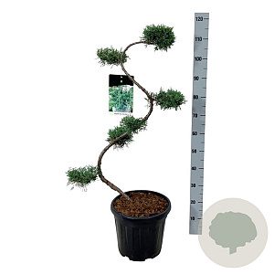 Juniperus virg. 'Grey Owl' 80 cm 15L bonsai