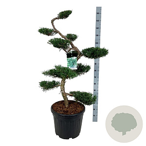 Juniperus virg. 'Grey Owl' 125 cm 45L bonsai