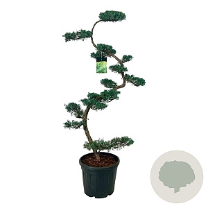 Juniperus virg. 'Grey Owl' 175 cm op cont. 55L bonsai