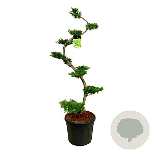 Larix kaempferi 175 cm op cont. 90L bonsai