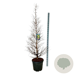 Metasequoia gl. 'Daw.Tawny Fleece' 170-200 cm cont. 55L extra
