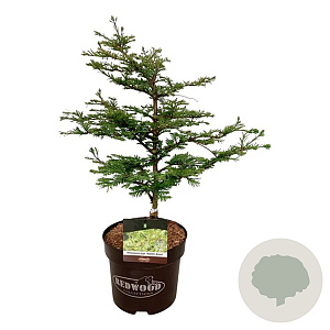 Metasequoia gl. 'Hamlet's Broom' 50-60 cm 7,5L