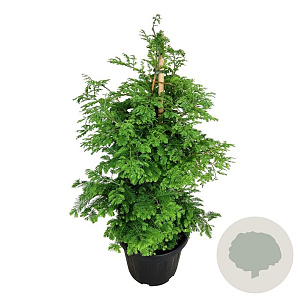 Metasequoia gl. 'Hamlet's Broom' 80-100 cm 30L extra