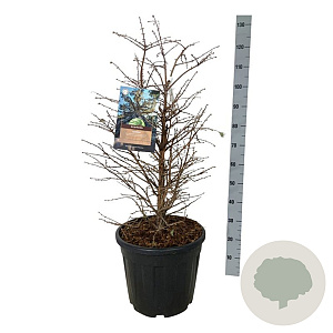 Metasequoia gl. 'Schirrm. Nordl.' 80-100 cm 30L extra