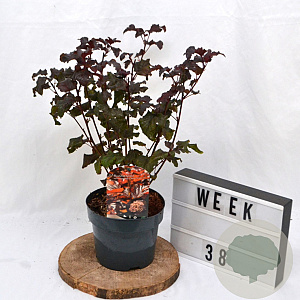 Physocarpus 'Lady in Red' 40-60 cm 3,0L