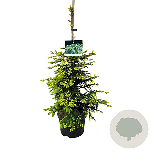 Picea orientalis 'Aureospicata' 60-80 cm P26